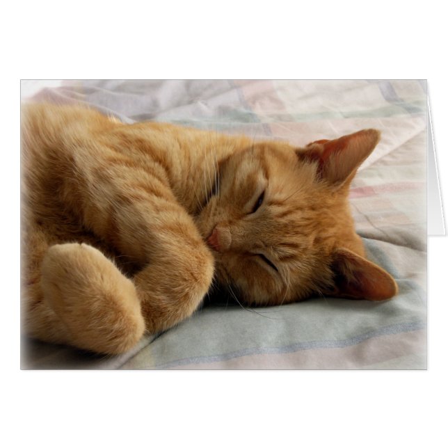 Sweet Dreams (Vorderseite (Horizontal))