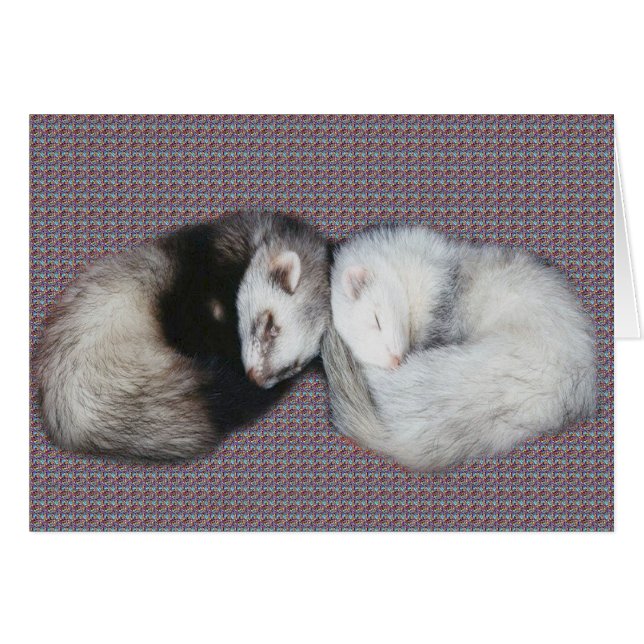 Sweet Dreams Ferrets (Vorderseite (Horizontal))