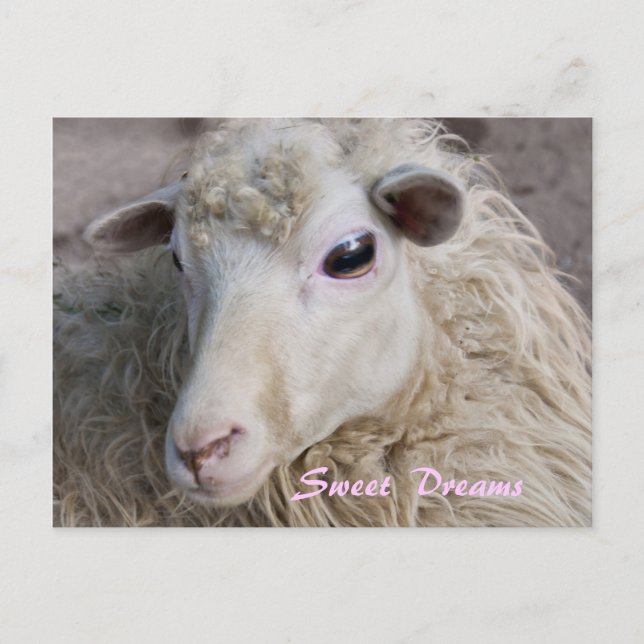 Sweet Dreams Postcard Postkarte (Vorderseite)