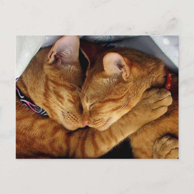 Sweet Dreams Postkarte (Vorderseite)