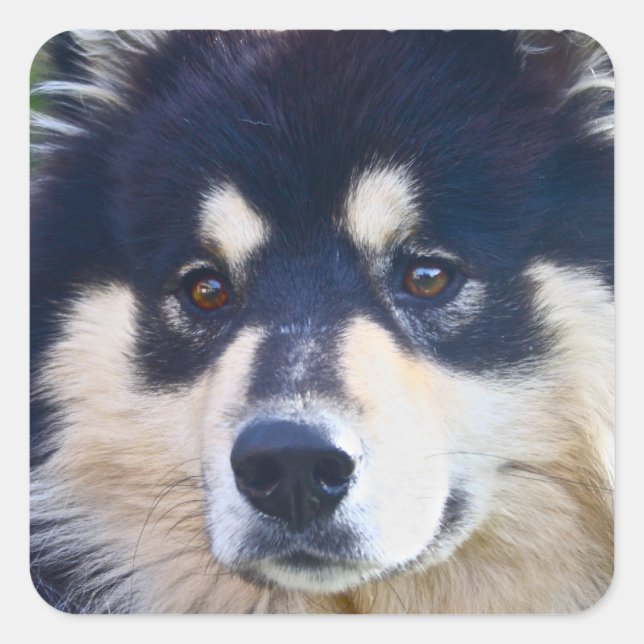 Sweet Finland Lapphund Stickers (Vorderseite)