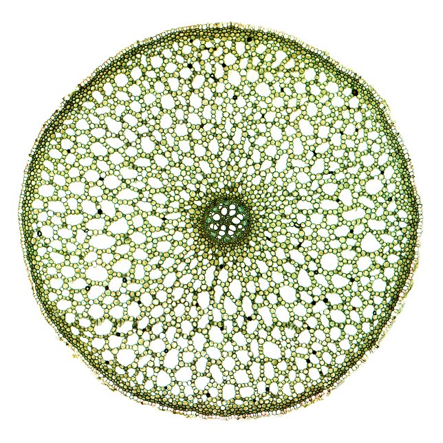 Sweet Flag (Acorus Root) (Von Creator hochgeladen)