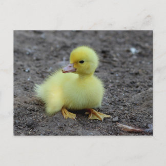 Sweet Fluffy Duckling Yellow Postkarte