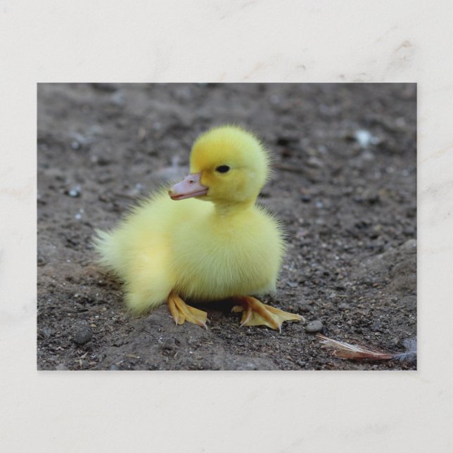 Sweet Fluffy Duckling Yellow Postkarte (Vorderseite)