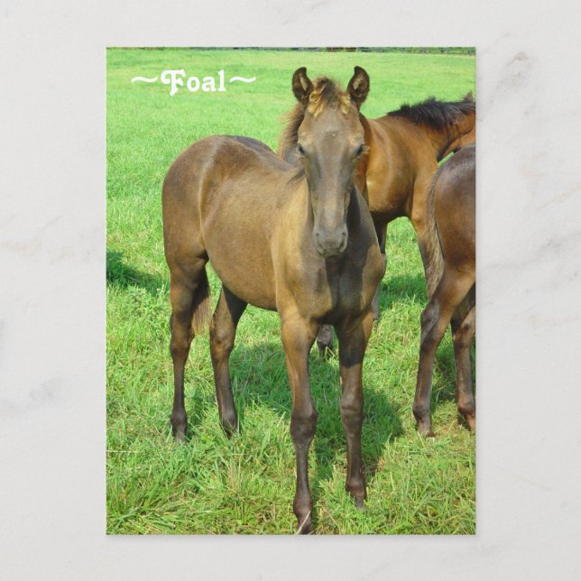 Sweet Foal Postcard Postkarte (Vorderseite)