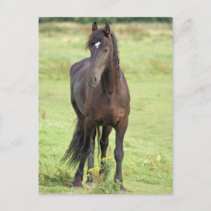 Sweet Friesian Horse Postcard Postkarte