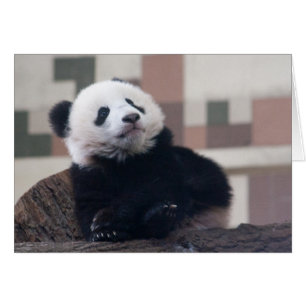 Sweet Giant Panda Baby