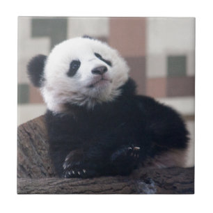 Sweet Giant Panda Baby Fliese