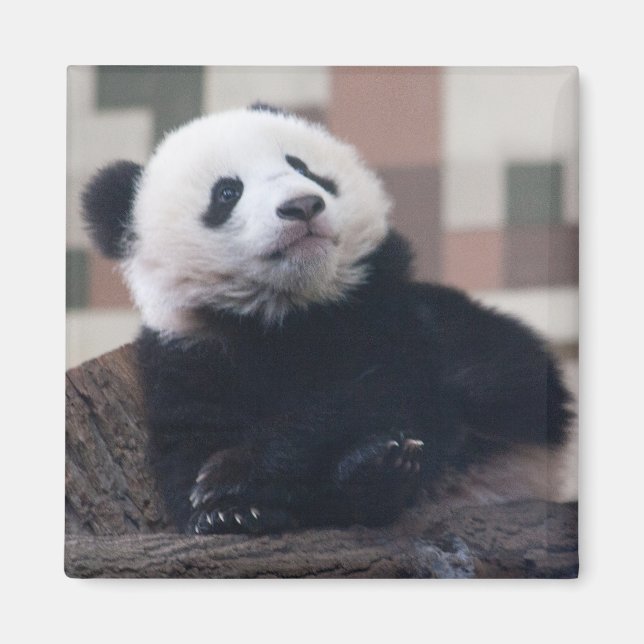 Sweet Giant Panda Baby Magnet (Vorne)
