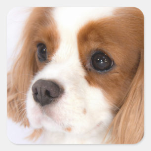 Sweet Girl Cavalier King Charles Spaniel Sticker