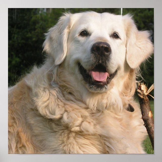Sweet Golden Retriever Poster (Vorne)