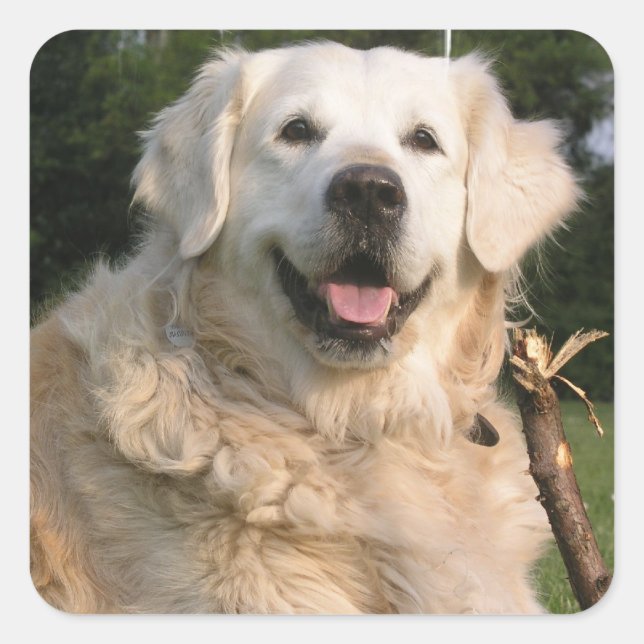 Sweet Golden Retriever Stickers (Vorderseite)