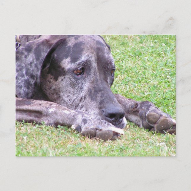 Sweet Great Dane Postcard Postkarte (Vorderseite)