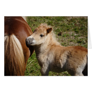 Sweet Haflinger Foal