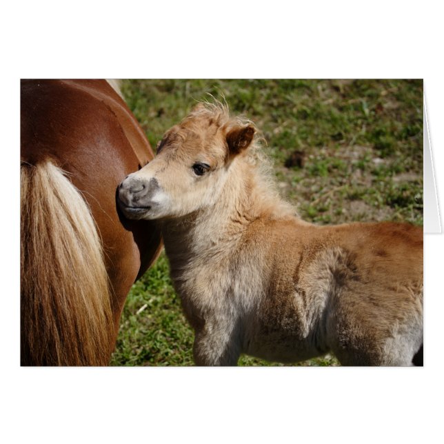 Sweet Haflinger Foal (Vorderseite (Horizontal))