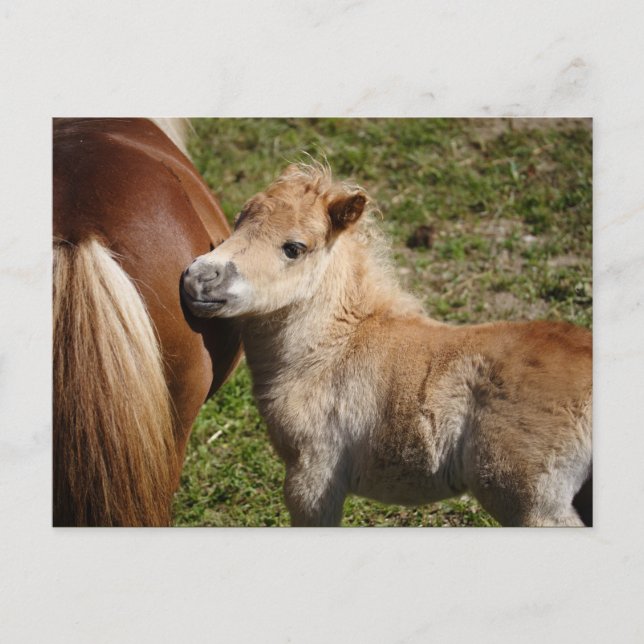 Sweet Haflinger Foal Postkarte (Vorderseite)