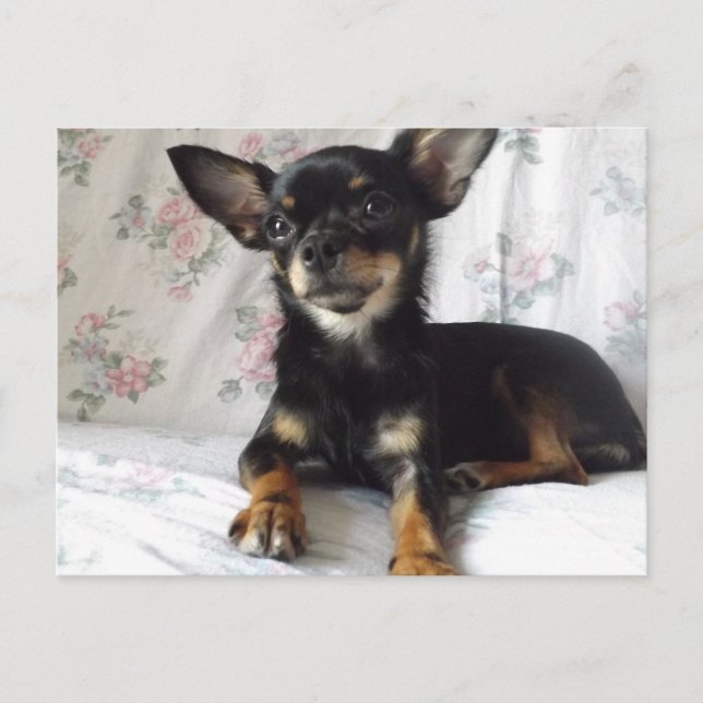 Sweet heart chihuahua Postcard Postkarte (Vorderseite)