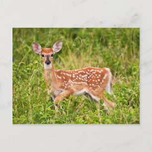 Sweet Innocence Postkarte