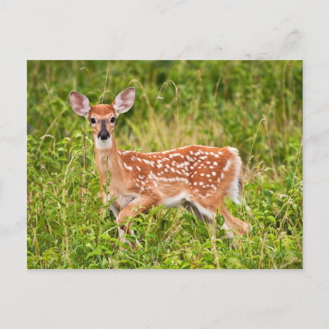 Sweet Innocence Postkarte (Vorderseite)