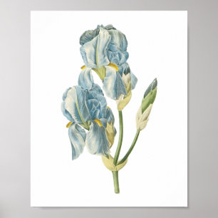 sweet iris(Iris pallida) by Redouté Poster