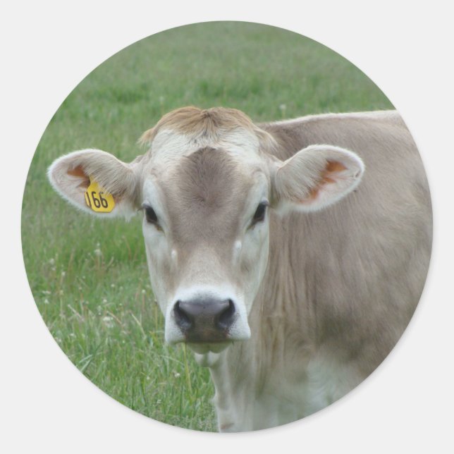 Sweet Jersey Cow Runder Aufkleber (Vorderseite)