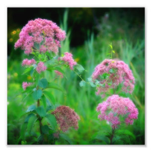 Sweet Joe Pye Weed Wildblume 8x8 Fotodruck