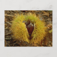 Sweet Kastanien Postcard