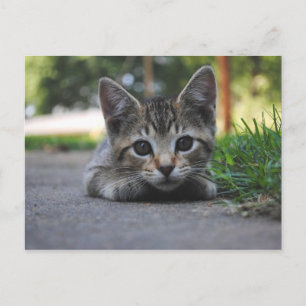Sweet Kitten Post Card Postkarte