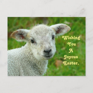 Sweet Lamb Feiertagspostkarte