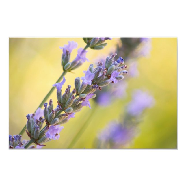 Sweet Lavendel Fotodruck (Vorne)