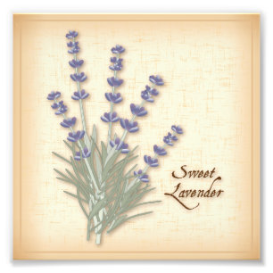 Sweet Lavender Foto Print