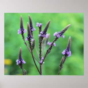 Sweet Lila Vervain Wildblume Poster