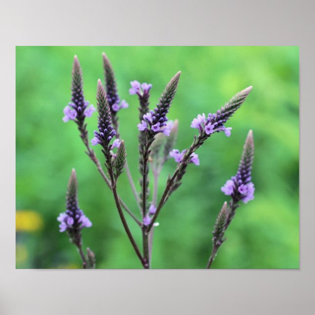 Sweet Lila Vervain Wildblume Poster (Vorne)