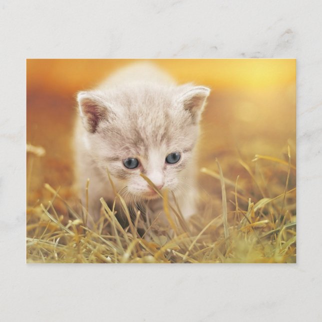 Sweet Little Cat Postkarte (Vorderseite)