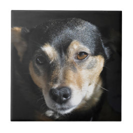 Sweet Little Dog Posing für die Kamera Fliese