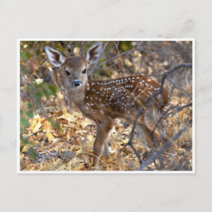 Sweet Little Fawn Deer in Woods Foto Postcard Postkarte