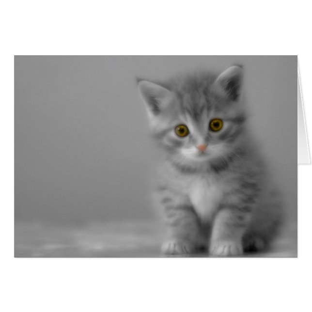 Sweet Little Kitten (Vorderseite (Horizontal))