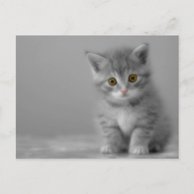 Sweet Little Kitten Postkarte (Vorderseite)