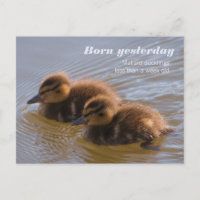 Sweet mallard Encklings CC0146 Geboren gestern
