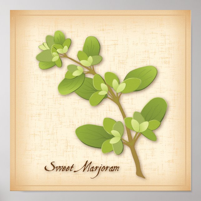 Sweet Marjoram Herb Poster (Vorne)