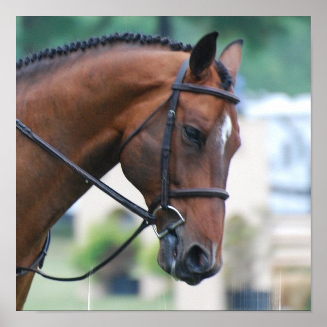 Sweet Morgan Horse Poster (Vorne)