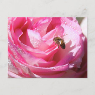 Sweet Nectar nach einer leichten Regendusche, Blum Postkarte