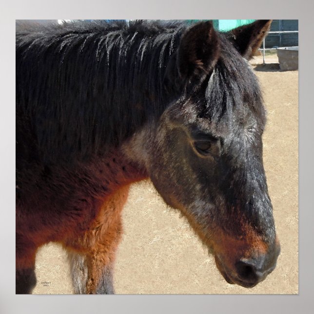 Sweet Old Pony Horses - Pferde und Ponies Poster (Vorne)