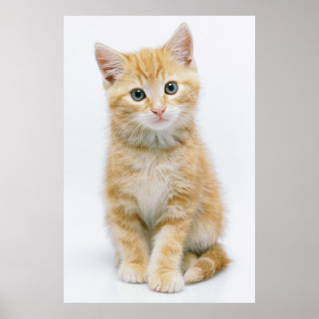 Sweet Orange Tabby Poster (Vorne)