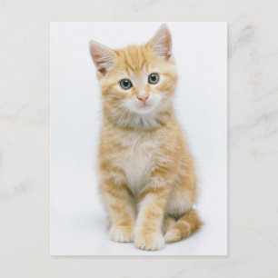 Sweet Orange Tabby Postkarte
