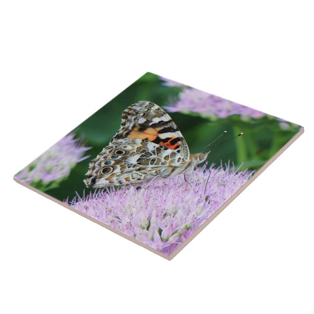 Sweet Painted Lady Fliese (Seite)