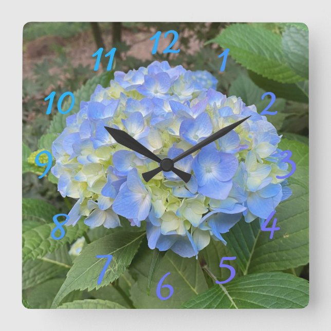 Sweet Pale Blue Mophead Hydrangea Numerale Uhr (Vorderseite)