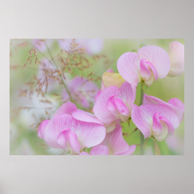 Sweet Pea Blossoms | Seabeck, WA Poster (Vorne)
