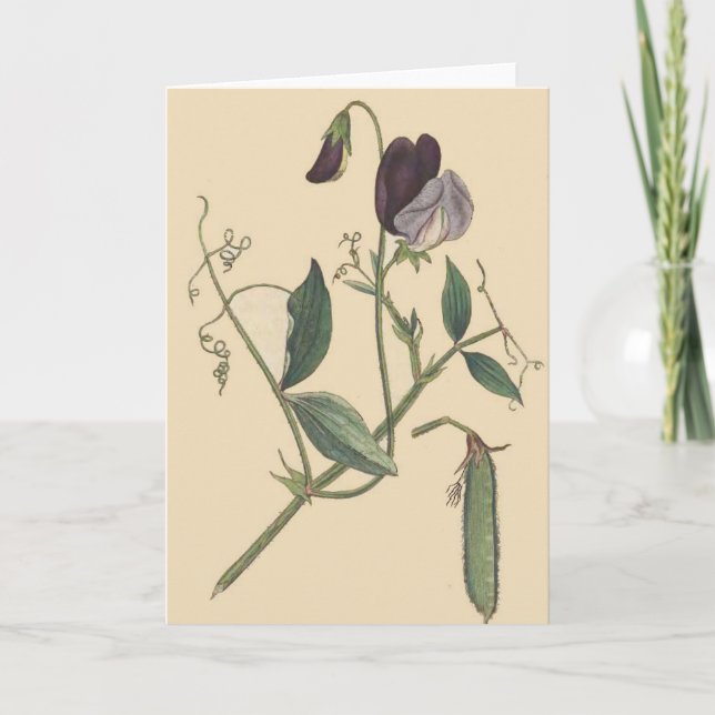 Sweet Pea Blume Card Karte (Vorderseite)
