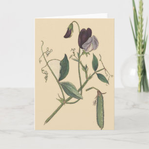 Sweet Pea Blume Card Karte